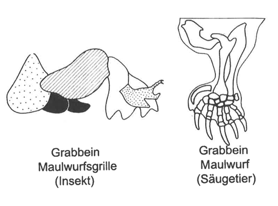 Zeichnungen zweier Grabbeine: links Maulwurfsgrille (Insekt), rechts Maulwurf (Säugetier)